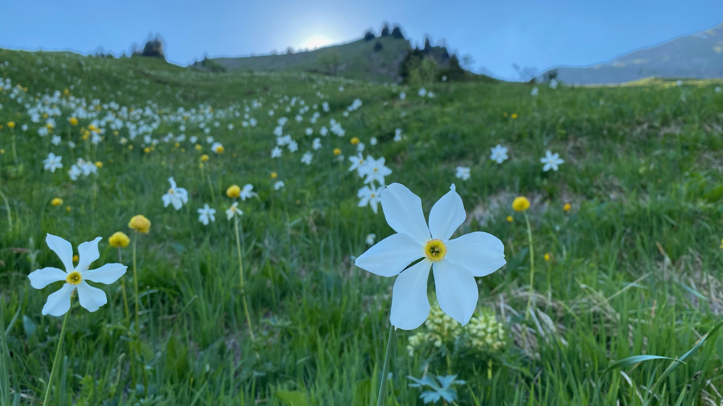 Narcisse