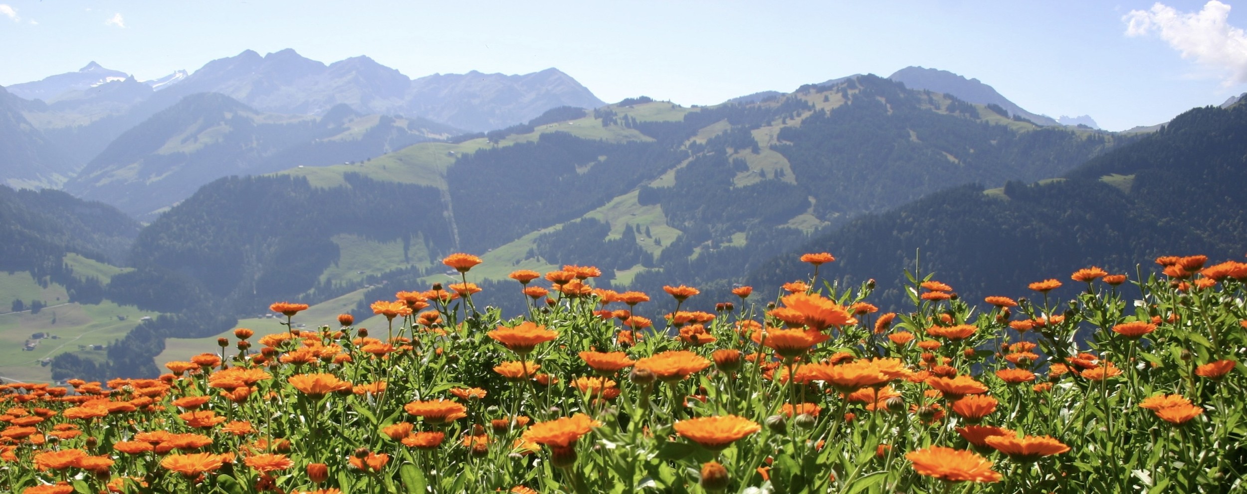 paysage